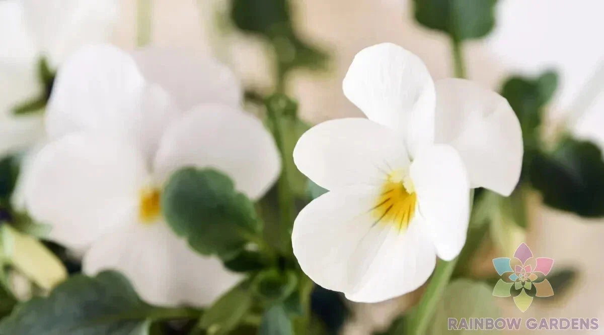 Admire Cream Pansy Seeds - 200+ Pack Viola tricolor Garden Flowers for Borders, Containers, Full Sun to Partial Shade