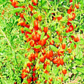 Goji Berry Seeds - 25 Non-GMO Chinese Wolfberry Perennial Seeds for Hardy Fruit, Superfood Garden Plant, Lycium barbarum