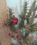 Cylindropuntia versicolor Cutting – Deep Red Flowers, Elongated Sections, Cactus for Xeriscape & Container Gardens