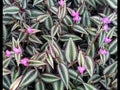 Purple Zebra Wandering Jew Cuttings - 50 Stem Propagation Pack - Tradescantia zebrina Indoor/Outdoor Plant