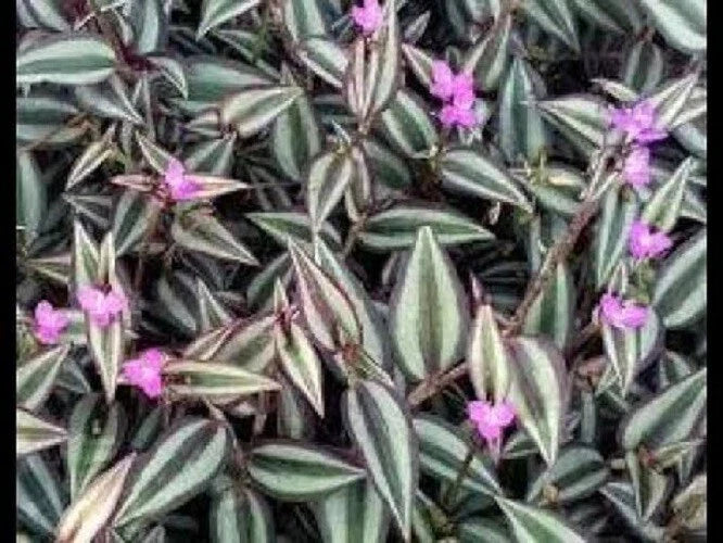 Purple Zebra Wandering Jew Cuttings - 50 Stem Propagation Pack - Tradescantia zebrina Indoor/Outdoor Plant