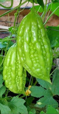 Bitter Melon Seeds - 10 Pack - Momordica Charantia - Exotic Vegetable for Garden or Container Cultivation