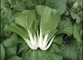 Non-GMO White Stem Pak Choi Seeds - Brassica rapa subsp. chinensis for Home Gardening & Vegetable Gardens