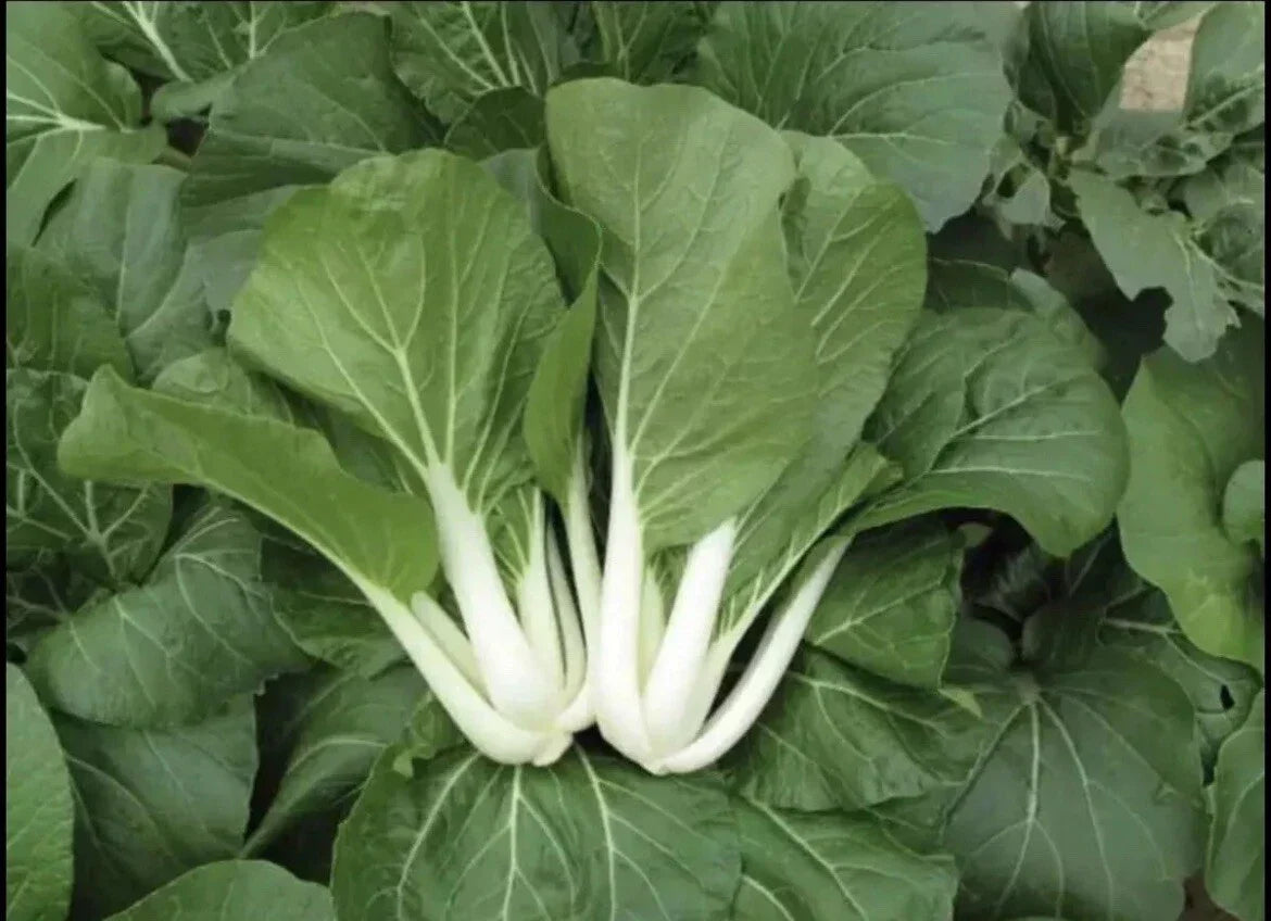 Non-GMO White Stem Pak Choi Seeds - Brassica rapa subsp. chinensis for Home Gardening & Vegetable Gardens