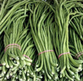 Green Yard Long Bean Seeds - Asian String Beans, Vigna unguiculata, 15+ Seeds for Home Garden, Climbing Vine, Non-GMO