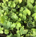 Gotu Kola Live Plant - 10 Bare Root Pennywort Plants - Hydrocotyle asiatica - Ground Cover, Water Garden, Container Plant