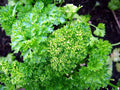 Curled Chervil Herb Seeds - 50 Packets, Anthriscus cerefolium, Parsley-Like Flavor, Annual Herb for Culinary Use