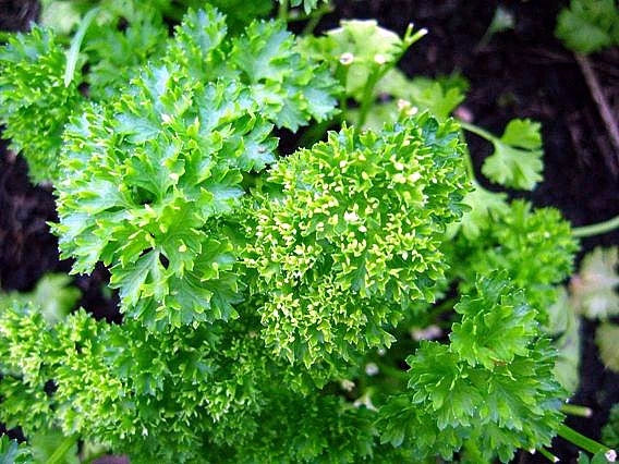 Curled Chervil Herb Seeds - 50 Packets, Anthriscus cerefolium, Parsley-Like Flavor, Annual Herb for Culinary Use