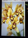 Cymbidium Orchid Plant Bulb Bare Root - Unique Variety for Indoor Gardens - Easy to Grow & Maintain