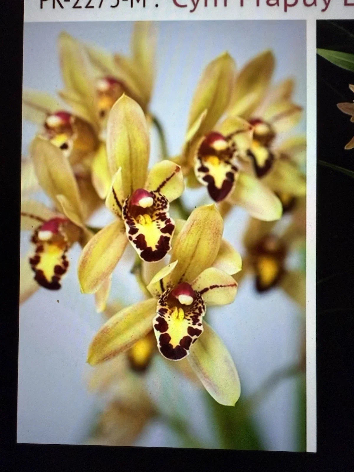 Cymbidium Orchid Plant Bulb Bare Root - Unique Variety for Indoor Gardens - Easy to Grow & Maintain