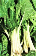 Large White Ribbed Swiss Chard Seeds - Non-GMO, 100+ Seeds for Home Gardens, Beta vulgaris subsp. cicla
