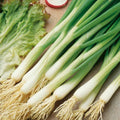White Lisbon Onion Seeds - Scallion Bunching, Non-GMO Allium fistulosum, Green Onion Seeds for Salad & Cooking