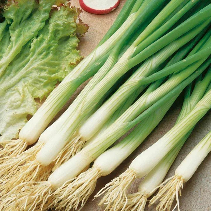 White Lisbon Onion Seeds - Scallion Bunching, Non-GMO Allium fistulosum, Green Onion Seeds for Salad & Cooking