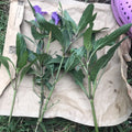 Mexican Petunias Cuttings - 4 Live 6" Purple Ruellia simplex Exotic Plant for Garden, Border, Container