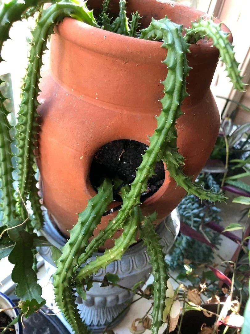 Huernia schneideriana Red Dragon Succulent Cuttings - 3 Pieces, 6" Long, Unique Star-Shaped Flowers, Drought-Tolerant Cactus, Indoor Plant