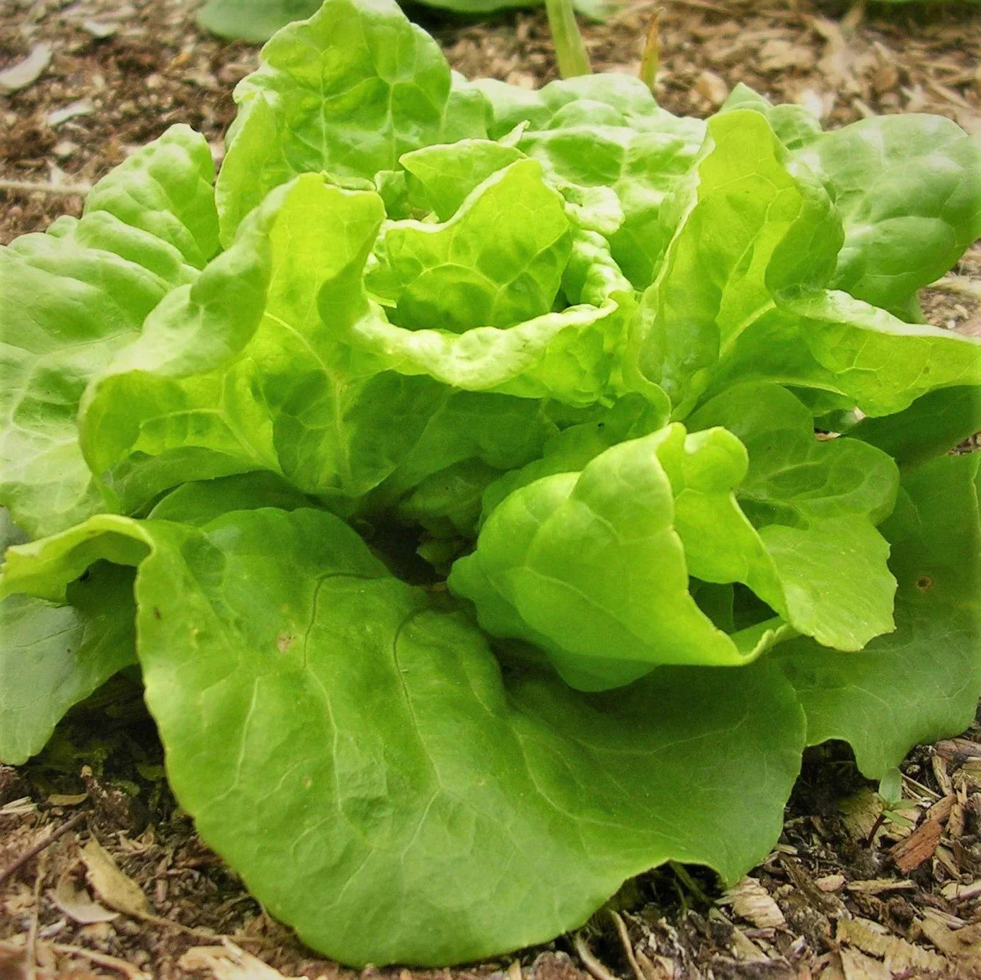 Tom Thumb Butterhead Lettuce Seeds – Organic, Non-GMO, Lactuca sativa, Compact, Fast-Growing, 2025 Planting Packet