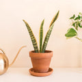 Snake Plant Cuttings - 2 Unrooted Sansevieria Mother-In-Law Tongue