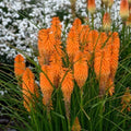 Orange Blazer Torch Lily Seeds - Kniphofia uvaria Perennial Flower Seeds, Bright Orange Blooms, Attracts Pollinators, 25 Pack