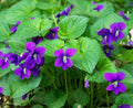 Purple Wild Violet Flower Bulbs - 15 Bare Root Viola sororia Perennial Native Wildflowers for Shade Gardens