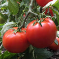 Manitoba Tomato Seeds - 30 Non-GMO Heirloom Solanum lycopersicum for Home Gardening