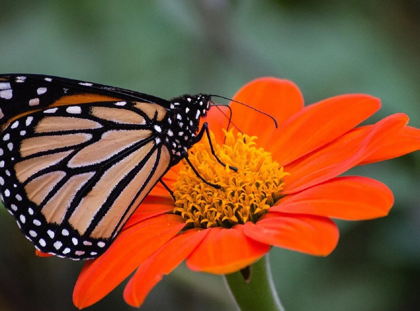 Sunflower Seeds Pack of 50 | Large Orange Blooms | Drought-Tolerant Mexican Torch Variety Helianthus annuus