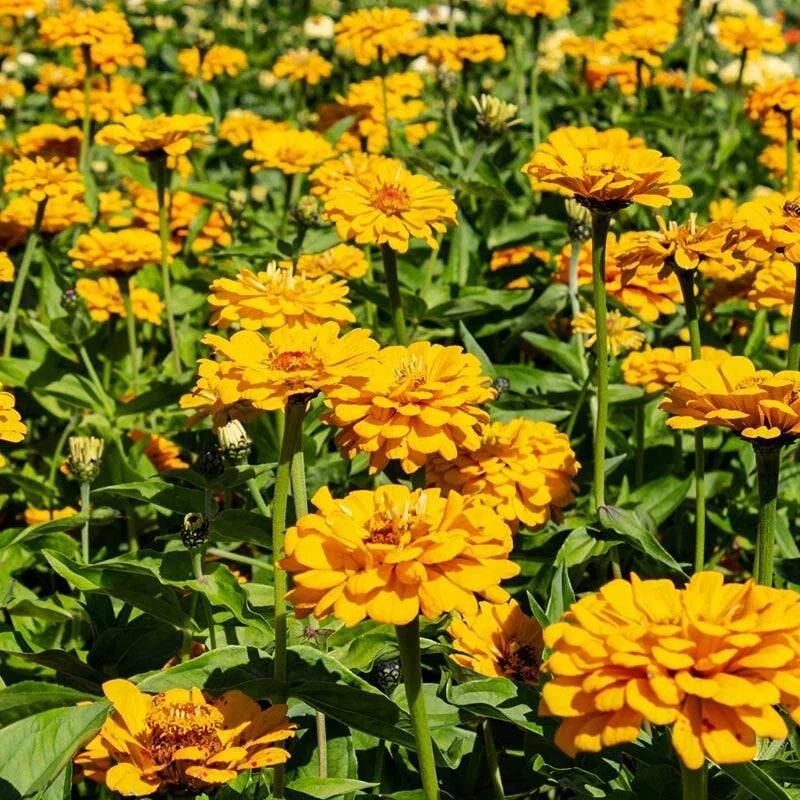 Golden State Zinnia Seeds Pack – 100+ Zinnia elegans Flower Seeds for Garden, Borders & Containers, Bright Colors, USA-Grown