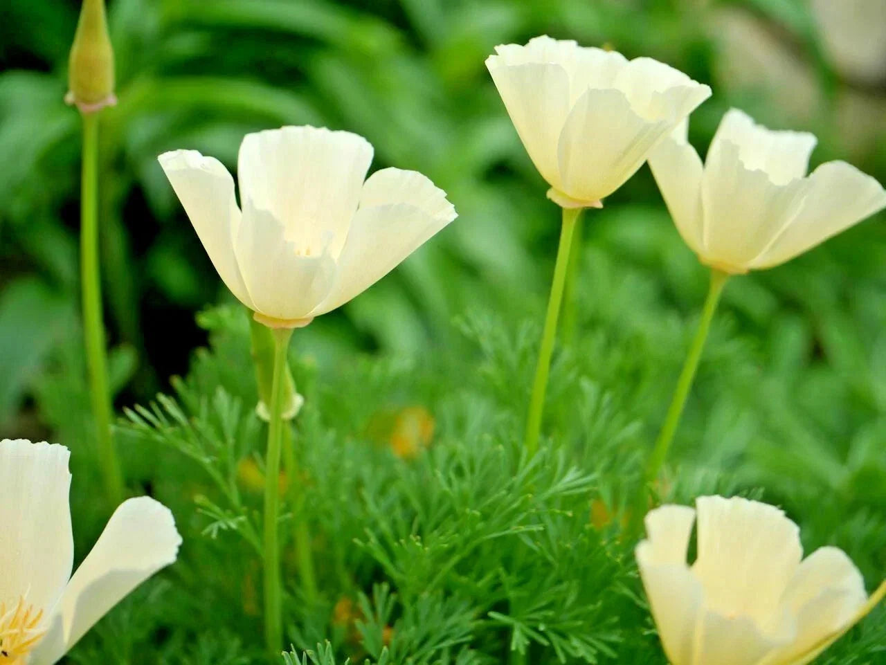 California Poppy Seed Pack – White, Native Wildflower, Eschscholzia californica, Drought-Tolerant, Garden & Container Planting