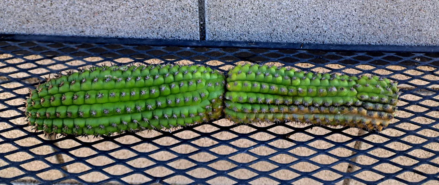 Cereus Brevispinulosus Corn Cactus Cutting - Indoor Succulent Plant, Easy Care, Columnar, Drought Tolerant