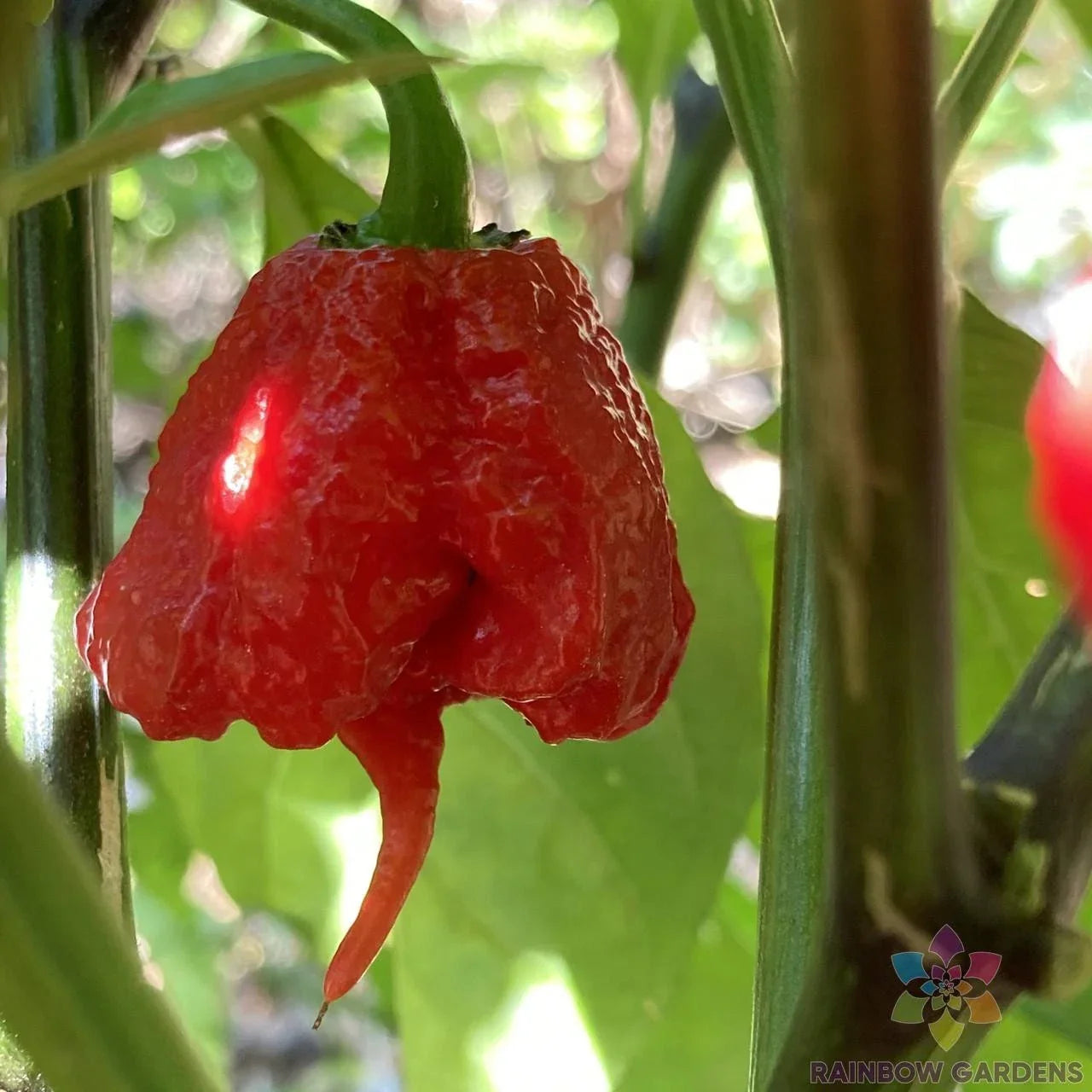 7 Pot Primo Hot Pepper Seeds - 25+ Pack, Capsicum chinense, Garden, Hot Sauce, Full Sun, Non-GMO