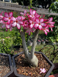 Desert Rose Bonsai Plant in 5-Gallon Pot with Pink Flowers, Adenium obesum, Mature 8-9 Years Old