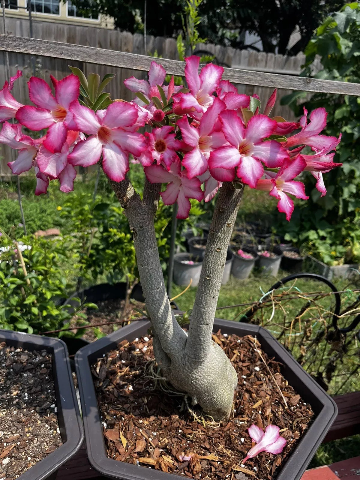 Desert Rose Bonsai Plant in 5-Gallon Pot with Pink Flowers, Adenium obesum, Mature 8-9 Years Old