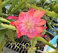 Epiphyllum Orchid Cactus Succulents - Noid TK10 Variety, 2 Well-Rooted Plants, Indoor Garden, Trailing, Hardy Epiphyllum spp.