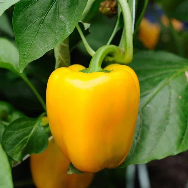 Canary Yellow Bell Pepper Seeds – 50+ Non-GMO Capsicum Annuum for Home Garden, Indoor & Outdoor Growing