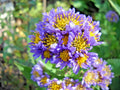 Hardy Perennial Starter Plants 2 Pack - Lavender Tatarian Aster (Aster tataricus) for Borders & Garden Beds