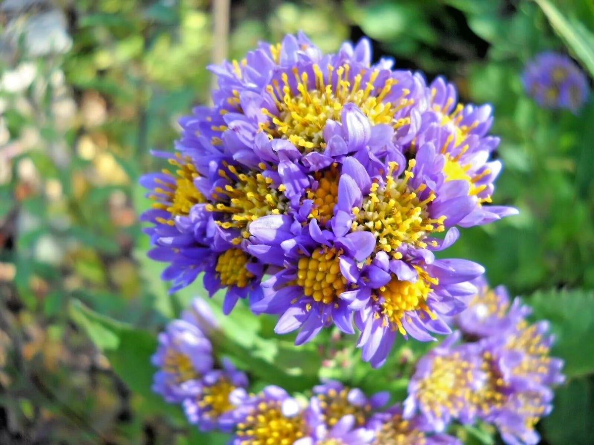 Hardy Perennial Starter Plants 2 Pack - Lavender Tatarian Aster (Aster tataricus) for Borders & Garden Beds