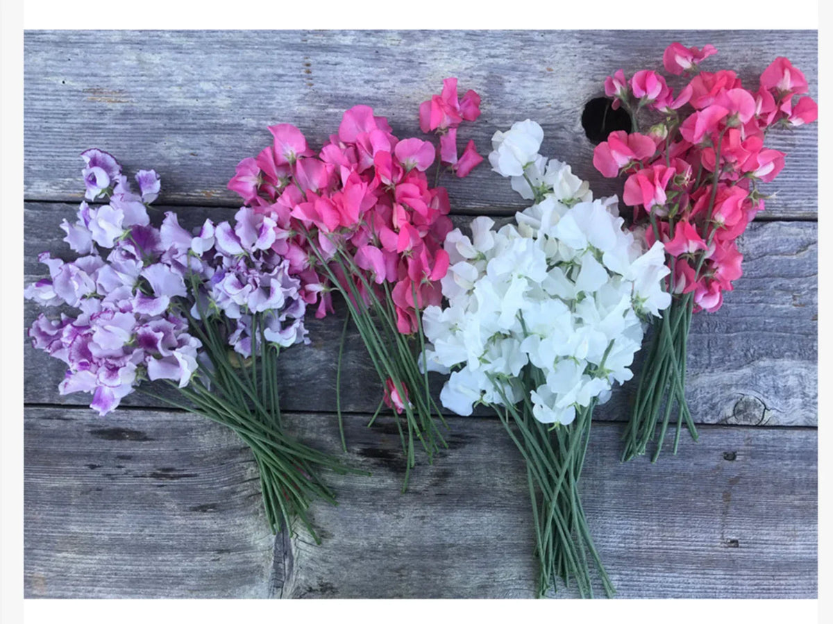 Winter Flowering Sweet Peas Seeds - Short Day Variety for Christmas Blooms, Lathyrus odoratus, Climbing Vine, Garden & Container Planting
