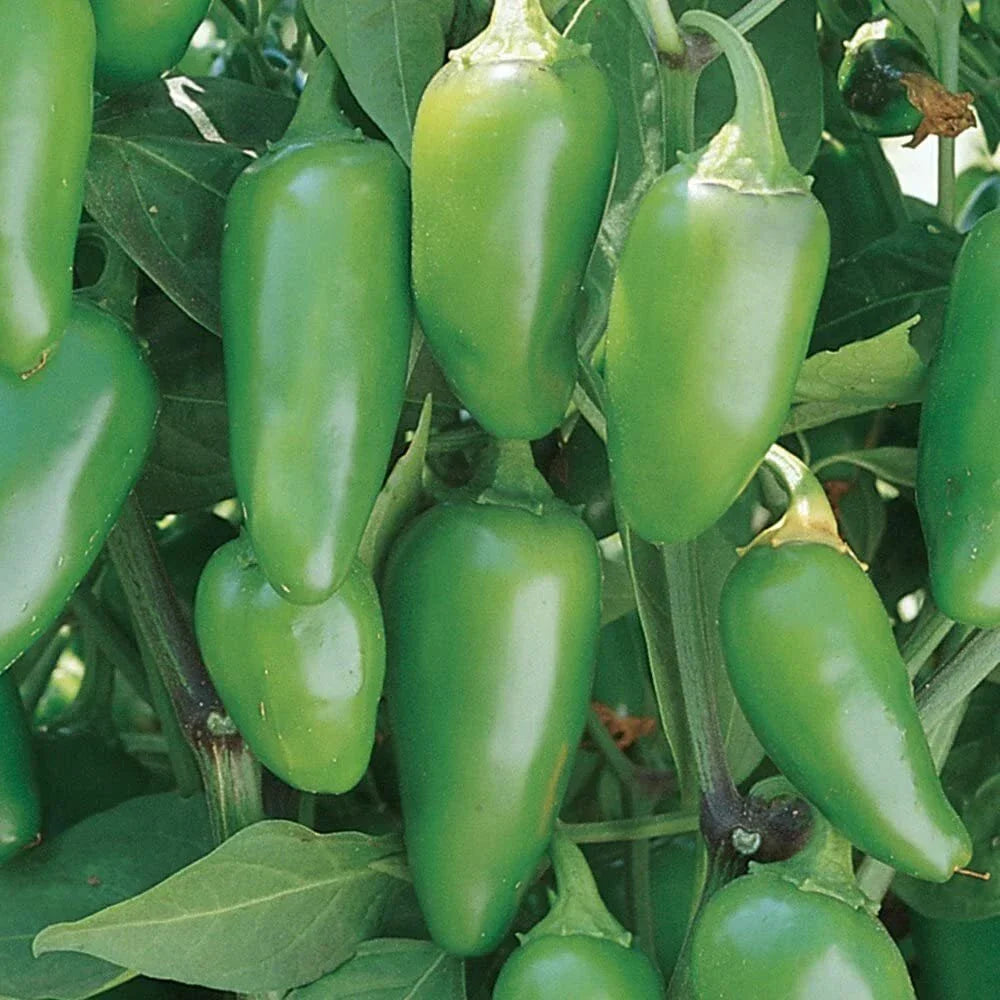 Jalapeno Hot Pepper Seeds – Non-GMO Heirloom Capsicum annuum for Spicy Salsas and Cooking, 50+ Seeds Seed Packet