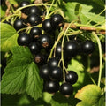 Ben Alder Black Currant Live Plant - Edible Shrub Starter, Ribes nigrum, Self-Pollinating, Zones 3-9