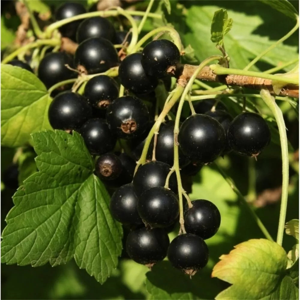 Ben Alder Black Currant Live Plant - Edible Shrub Starter, Ribes nigrum, Self-Pollinating, Zones 3-9