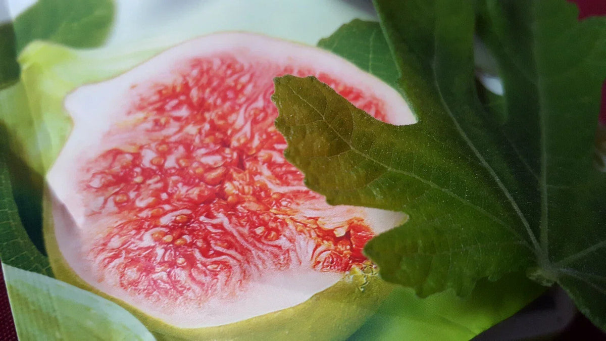 Jerusalem Fig Seeds 100+ Ficus carica Organic Fruit Seeds for Home Garden, Drought Tolerant, Ornamental, Edible Plant