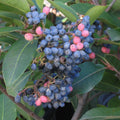 Wild Raisin Organic Tea Seeds - Viburnum cassinoides, Deciduous Shrub, 20 Seeds for Herbal Tea, Hardy, Full Sun to Partial Shade