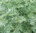 Wormwood Seeds 500+ Perennial Herb Artemisia absinthium for Garden, Landscaping, Pollinator Attractant