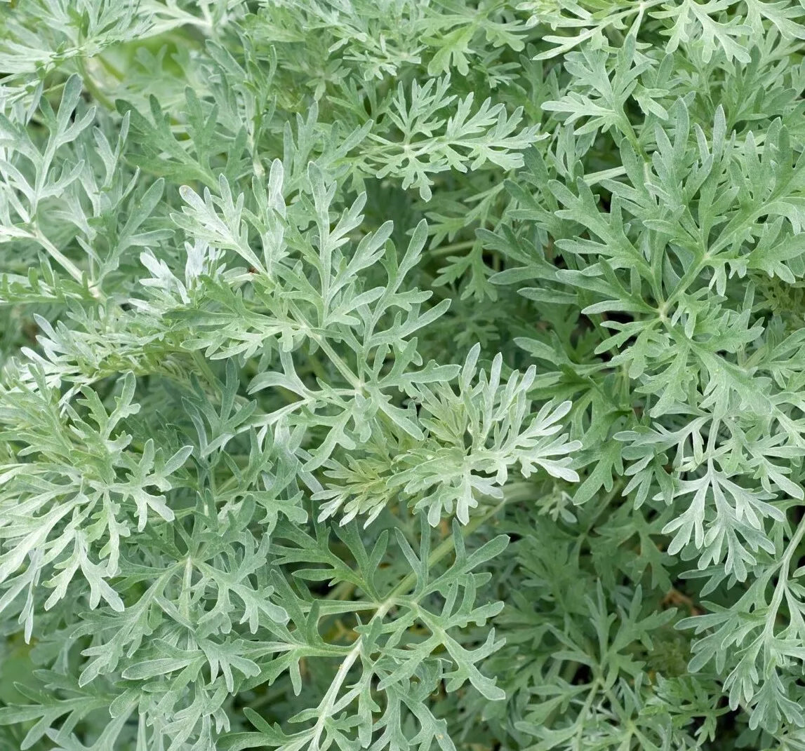 Wormwood Seeds 500+ Perennial Herb Artemisia absinthium for Garden, Landscaping, Pollinator Attractant