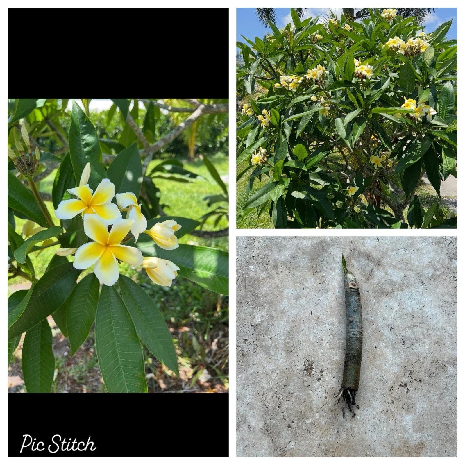 Plumeria Cutting 6-10 Inches White Yellow Rooted Bare Root Tropical Garden Plant