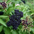 American Elderberry Live Plant | Well-Rooted Sambucus canadensis | Edible Berries, Native Perennial Plant