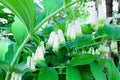 Great Solomons Seal Seeds - Polygonatum biflorum Perennial Planting Seeds for Gardens and Landscapes