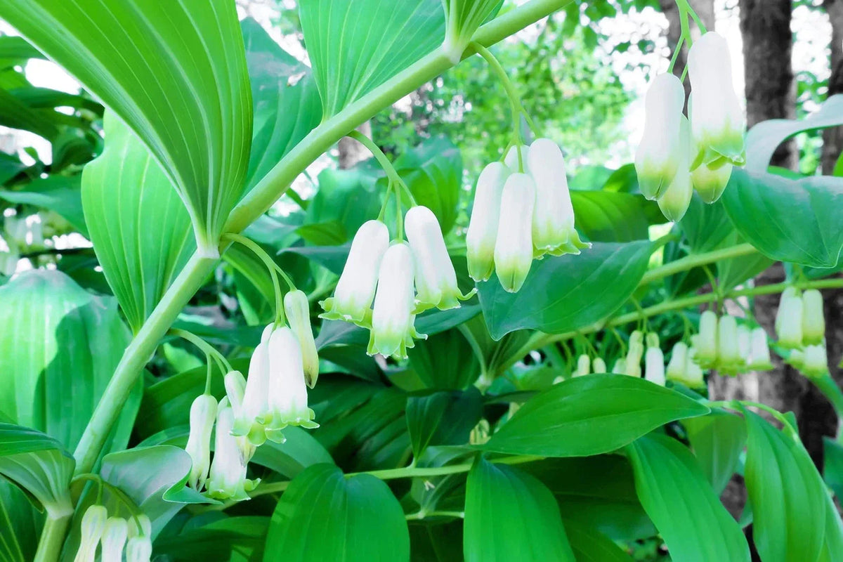 Great Solomons Seal Seeds - Polygonatum biflorum Perennial Planting Seeds for Gardens and Landscapes