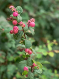 Red Snowberry Starter Plant - Ornamental Bush with Red Berries, Symphoricarpos albus var. laevigatus, Potted