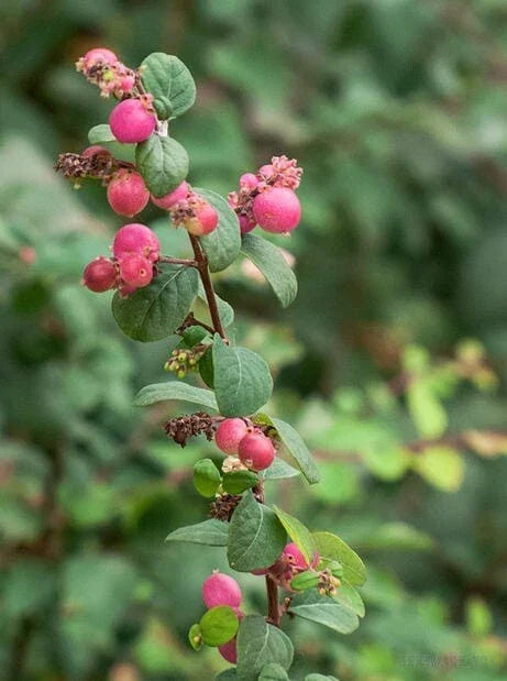 Red Snowberry Starter Plant - Ornamental Bush with Red Berries, Symphoricarpos albus var. laevigatus, Potted
