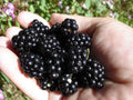 Organic Blackberry Seeds - Non-GMO Rubus fruticosus for Home Gardening, Climbing Shrub, Sweet Berries